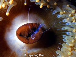 Olympus 7070
Patima Housing with YS-110 2ea by Jagwang Koo 